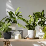 lerreur-qui-fait-mourir-les-plantes-dinterieur-comment-et.webp.webp