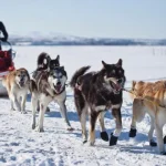 il-ny-a-plus-de-chiens-en-antarctique-depuis-plus.webp.webp